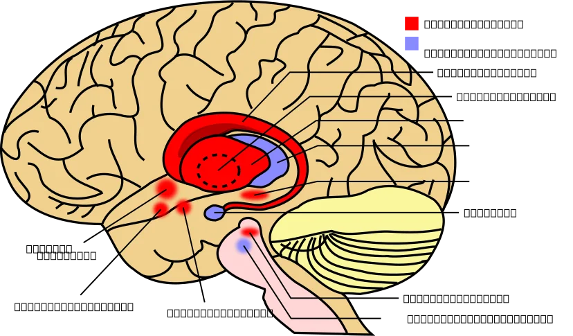 An image of the brain highlighting the basal ganglia to help readers visualize where habits are encoded. An image of the brain highlighting the basal ganglia to help readers visualize where habits are encoded.